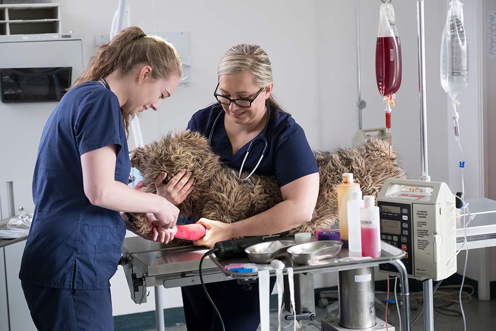 Two students wrapping a dog's leg in a veterinary care setting