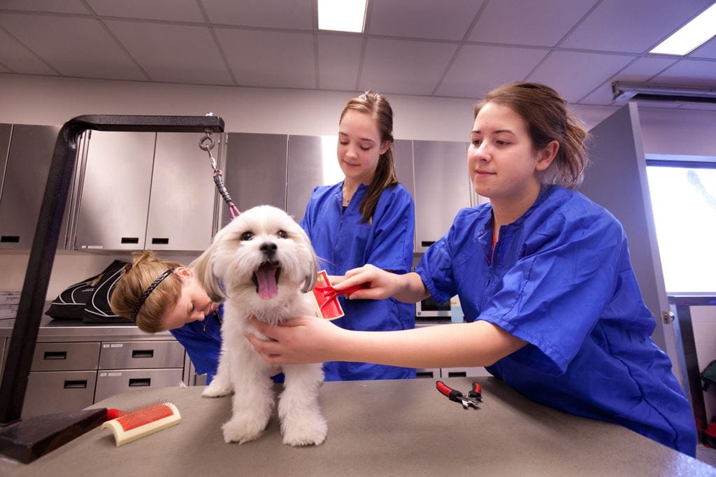 Dog being handled by Sheridan animal care students