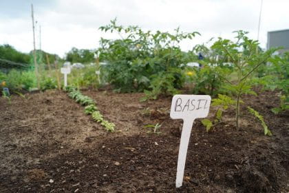 Basil sign in a garden