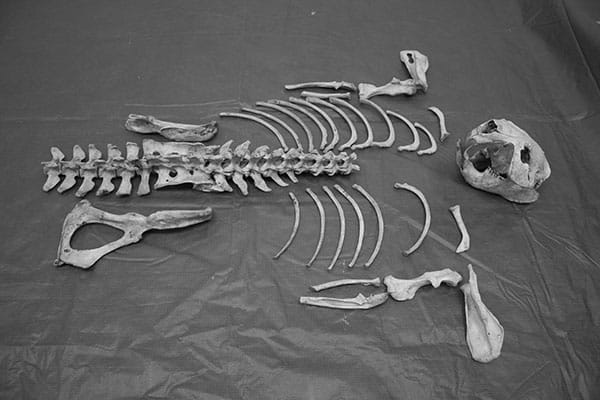 skeleton of a beaver