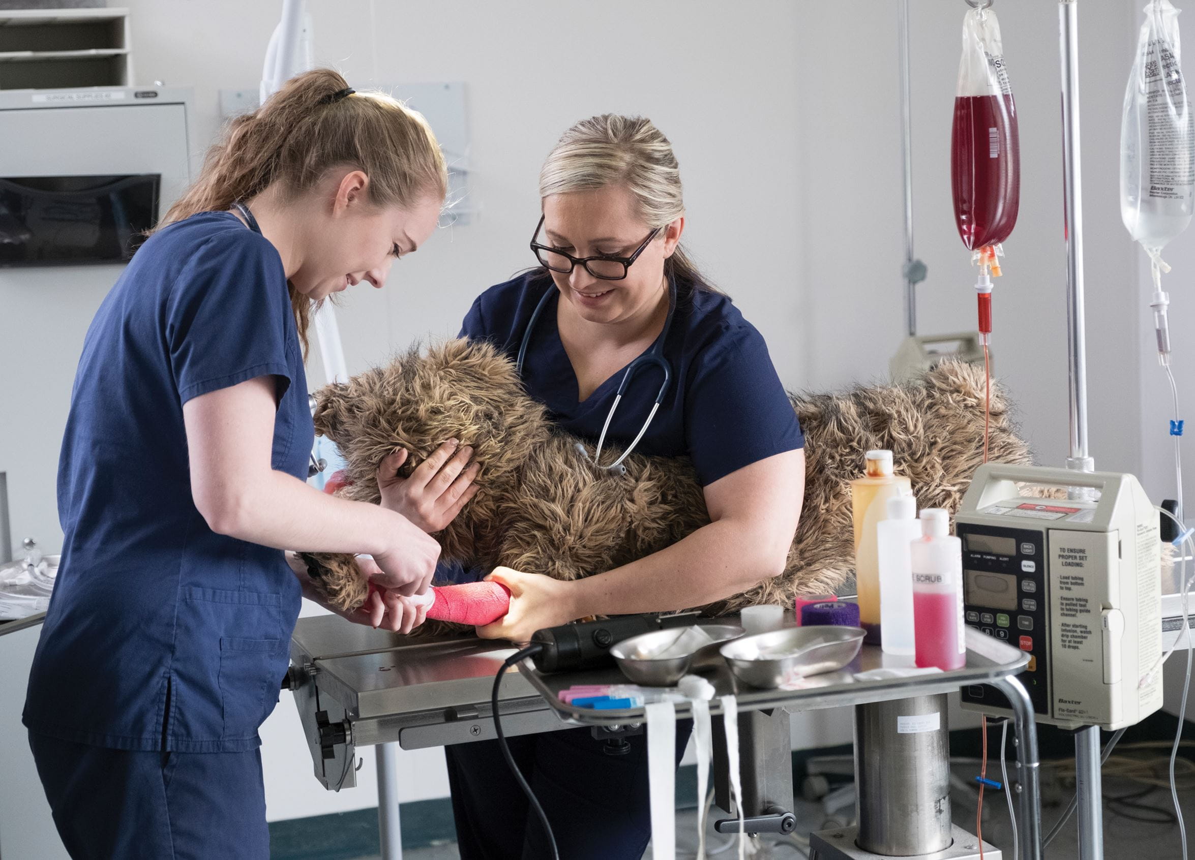 Veterinary Technician Programs Sheridan College